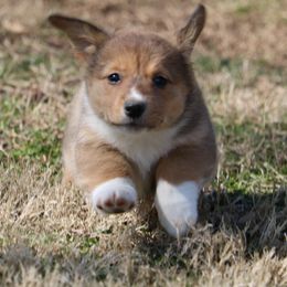 Pembroke Welsh Corgi Puppies from Dragonfly Corgis