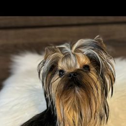 Rio - Yorkshire Terrier