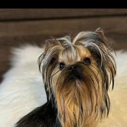 Rio - Yorkshire Terrier
