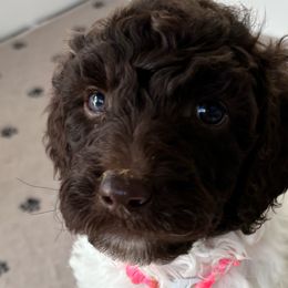 Girl 1 - Parti Goldendoodle puppy in Christiana, Tennessee from Rechlicz Family Doodles
