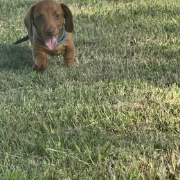 Dachshund Puppies from Bar H Dachshunds