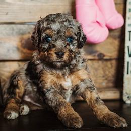 ADRIAN - Merle female Bernedoodle puppy in Lehi, Utah from Thompson Family Puppies