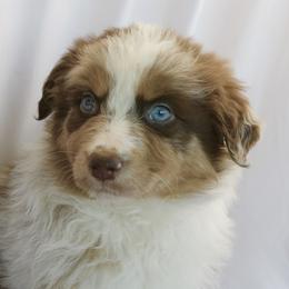 Maximus - Red merle male Australian Shepherd puppy in Richmond, Texas from Big Zen Aussies