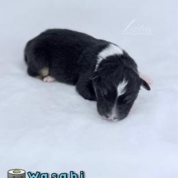 Wasabi - Black tri-color male Australian Shepherd puppy in Jonesborough, Tennessee from Lotus Australian Shepherds
