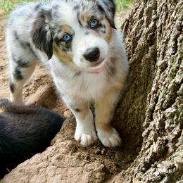 Nora- Blue Merle - Blue merle female Australian Shepherd puppy in Hugo, Colorado from Frying Pan Ranch Australian Shepherds