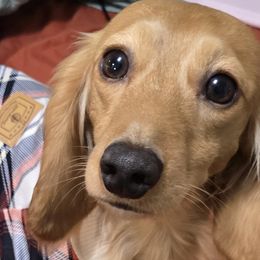 Dachshunds and Poodles from Rosies Doxies CKC