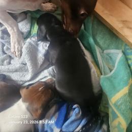 Male 1 - Black and tan male Dachshund puppy in Gilbert, Arizona from HPM
