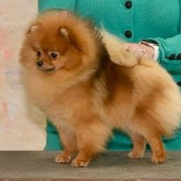 Pomeranian puppies from Montefino Pomeranians
