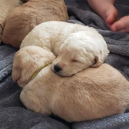Double Doodle and Goldendoodle Puppies from Badgerland Goldendoodles