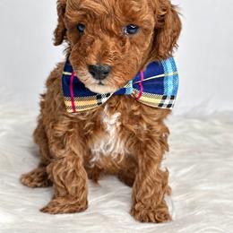 Boy 1 - Red  male Poodle puppy in Flint, Michigan from Anytime Doodles