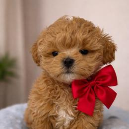 Bingo - Red male Maltipoo puppy in California from Yorkie & Maltese Royalty