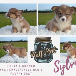 Sylveon - Sable female Pembroke Welsh Corgi puppy in Poteau, Oklahoma from Half-Pint Corgis