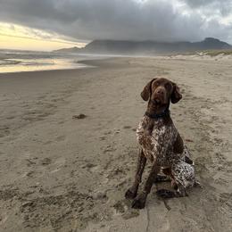 German Shorthaired Pointer All Grown Up from Holding Hands Farm