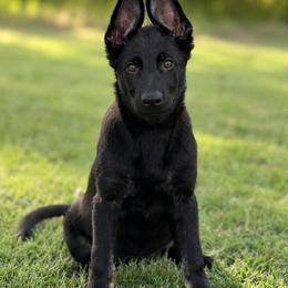 Orange Collar - Bi-color female German Shepherd puppy in Casscoe, Arkansas from Crown H Shepherds