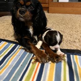 Cavalier King Charles Spaniel All Grown Up from Pam Comes