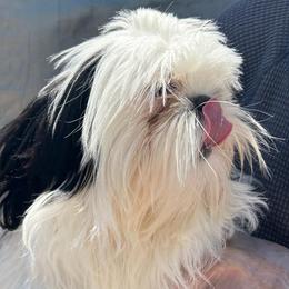 Chewy - Black and white male Shih Tzu puppy in Victorville, California from Precioustzus