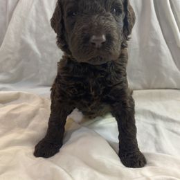 Labradoodle Puppies from Molly’s Doodles