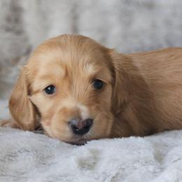 Demi - Red female Dachshund puppy in Pasco, Washington from Loyal Lil Dachshunds