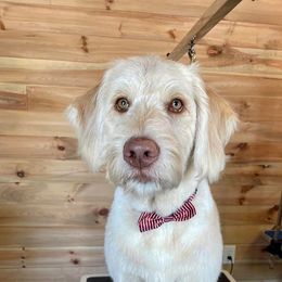 Labradoodle, Poodle, and Sheepadoodle All Grown Up from E-I Farms