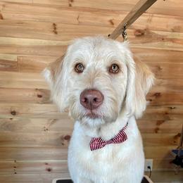 Labradoodle, Poodle, and Sheepadoodle All Grown Up from E-I Farms