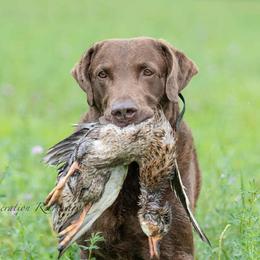 Major - Chesapeake Bay Retriever