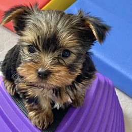 Boy 1 - Yorkshire Terrier puppy in Rifle, Colorado from Wynsumly