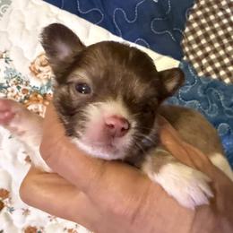 Brown and white long coat male - Fawn and white male Chihuahua puppy in Summerfield, Florida from Uey’s Chihuahuas