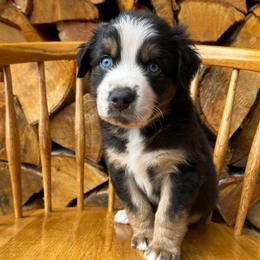 Lucky - Black tri-color male Australian Shepherd puppy in Hillsboro, Oregon from A&D Australian Shepherds