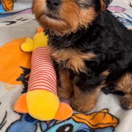 Porky 1500 - Black and tan male Yorkipoo puppy in Gastonia, North Carolina from Banks Dynasty Kennel