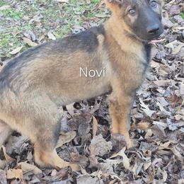 Novi - Sable female German Shepherd puppy in Murray, Kentucky from Froschwald German Shepherds and Xanadu Teddy Roosevelt Terriers