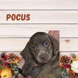 Pocus - Silver female Dilute Retriever puppy in Somerset, Pennsylvania from Chickentown Labradors