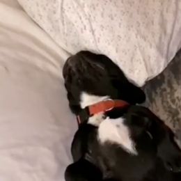 Black Russian Terriers, French Bulldogs, and Russian Tsvetnaya Bolonkas from Gentle Power