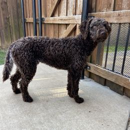 Coop - Lagotto Romagnolo