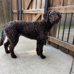 Coop - Lagotto Romagnolo