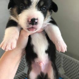 Pembroke Welsh Corgi Puppies from B&J Corgis
