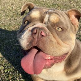 Bulldogs from Thompson Pack