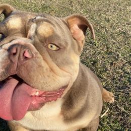 Bulldogs from Thompson Pack
