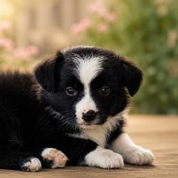 Little Scarlett - Black & white female Miniature Australian Shepherd puppy in Lowgap, North Carolina from Baileys Mini Aussies