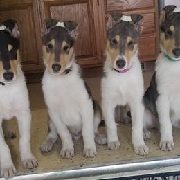 Collie Puppies from Qualteri Collies