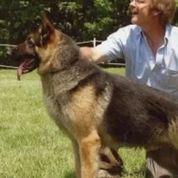 German Shepherds from Anne Isle German Shepherds