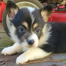 American Corgi and Pembroke Welsh Corgi Puppies from Koko's Kennels