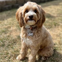 Keyla - Australian Labradoodle