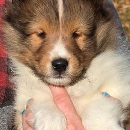 Truffle - Sable and white male Shetland Sheepdog puppy in Seminole, Oklahoma from Symphony Shelties