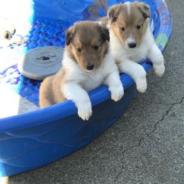 Collie Puppies from Gem Stone Collies