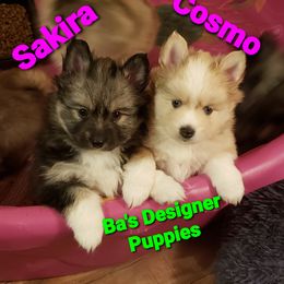 French Bulldog and Pomsky Puppies from Ba's Designer Puppies