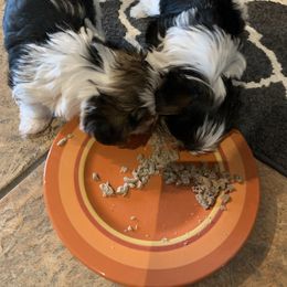 Biewer Terrier Puppies from Bouquet Biewers