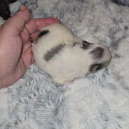 Circe - Blue merle female Pomeranian puppy in Angleton, Texas from Pomeranian Palace, LLC