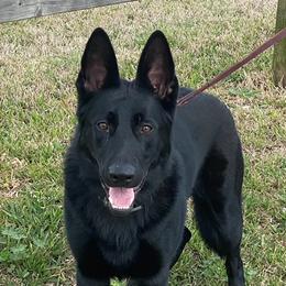 Lincoln - German Shepherd