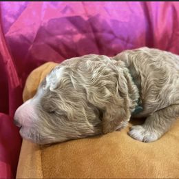 Girl 2 - Red  Poodle puppy in Pensacola, Florida from Frida Farms