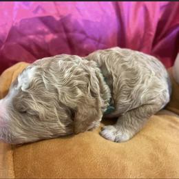 Girl 2 - Red  Poodle puppy in Pensacola, Florida from Frida Farms